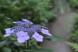 莢蒾,自然,植物