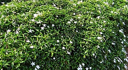 矮紫薇茉莉,矮人同盟茉莉花,月光