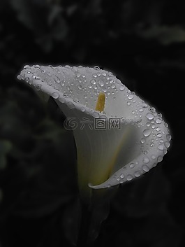 盒,黎明,雨