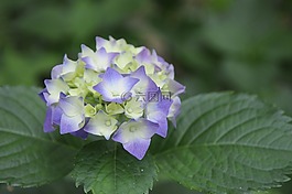莢蒾,自然,植物