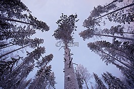 樹,植物,自然
