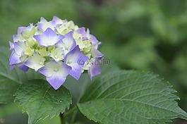 莢蒾,自然,植物