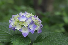 莢蒾,自然,植物
