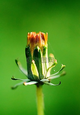 花,自然,動(dòng)物