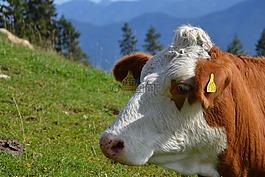 牛,奶牛,反芻動物