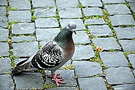 鴿子,鳥,關閉