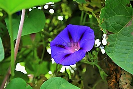 牵牛花,花,紫色