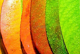 抽象,藝術(shù),秋