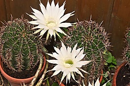 黑夜的女王,仙人掌,仙人掌花