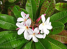 姜黃色百合花,花,熱帶