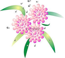 鮮花,羅莎,花卉