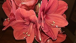 圣誕,花卉,紅色
