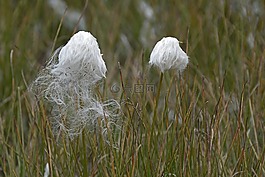 cottongrass,厂,白