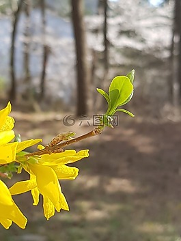 春天,連翹,芽