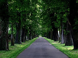 大道,樹木,道路