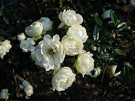 rose,薔薇,白色