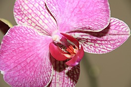 花,性質(zhì),植物
