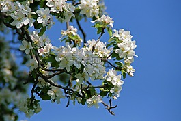 開(kāi)花,蘋果花,蘋果樹