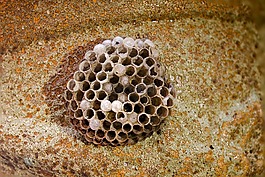蜂窩,wasp-梳子,該配置單元