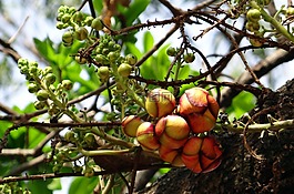 炮彈樹,芽,花