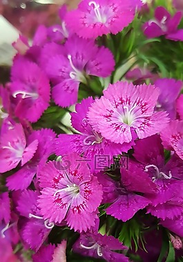 粉紅色,花的,花