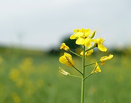 花,性質(zhì),背景