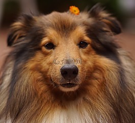 sheltie,狗的鼻子,狗