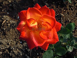rose,玫瑰,大紅