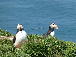 鳥,海雀,自然