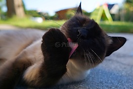猫,暹罗猫,品种猫