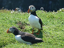 鳥,威爾士,海雀