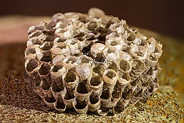 蜂窩,wasp-梳子,該配置單元