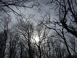 天空,樹木,太陽