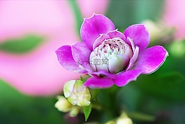 花,自然,植物區(qū)系