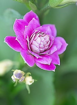 花,自然,植物区系