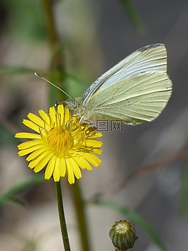 blanqueta白菜,蝴蝶,libar