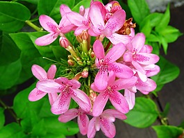 鮮花,花園,粉紅色的花