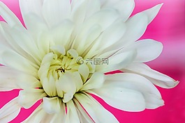 花,自然,植物區(qū)系