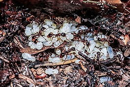 性質(zhì),昆蟲,節(jié)肢動物