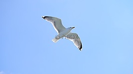 海鷗,鳥,天空