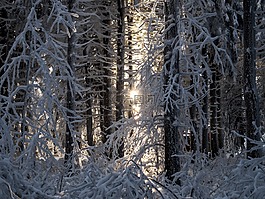 雪,冬天,樹木