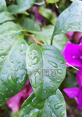 綠色,葉,自然
