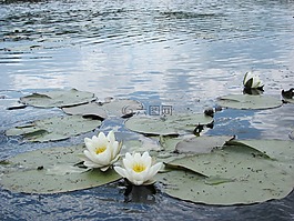 水花,河平局,性质