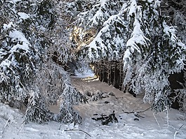 雪,冬天,樹木
