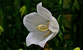 性質(zhì),花,rozwar