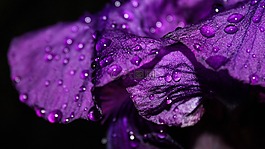 虹膜,花,水滴