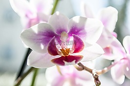 花,蘭花,蝴蝶蘭