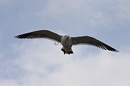 動(dòng)物,天空,云