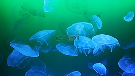 水母,meduse,海洋動(dòng)物