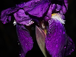 虹膜,花,水滴